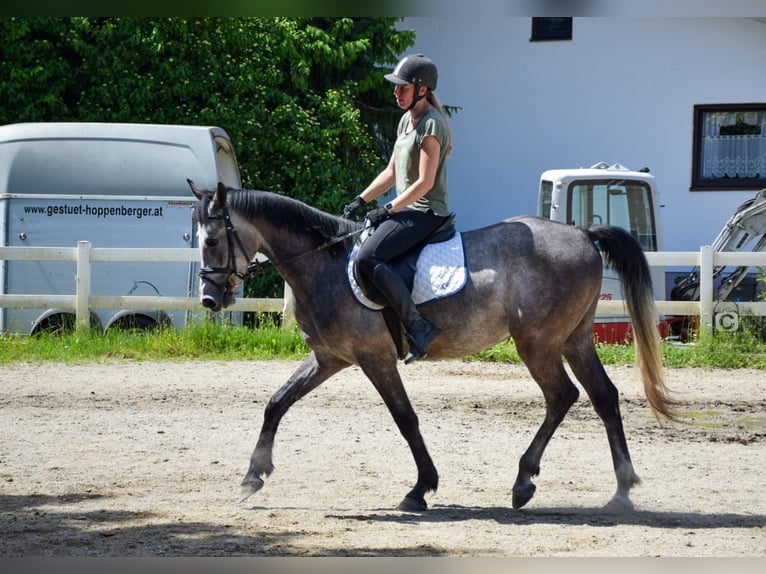 Angloarab Shagya Wałach 4 lat 160 cm Siwa in Mauerkirchen