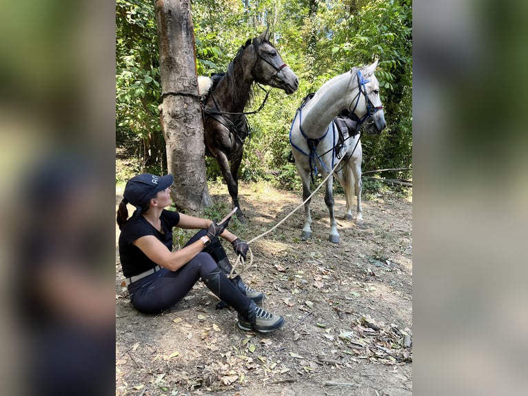 Angloarab Shagya Wałach 5 lat 168 cm Siwa in Hantos