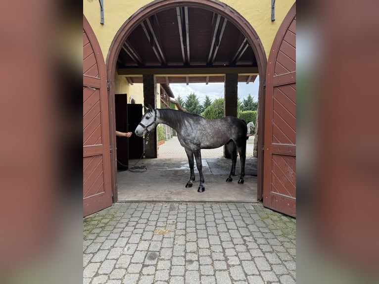 Angloarab Shagya Wałach 5 lat 168 cm Siwa in Hantos
