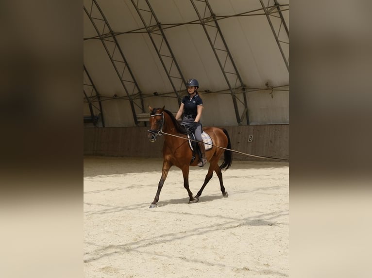 Angloarab Shagya Wałach 6 lat 153 cm Gniada in Neuhaus in der Wart