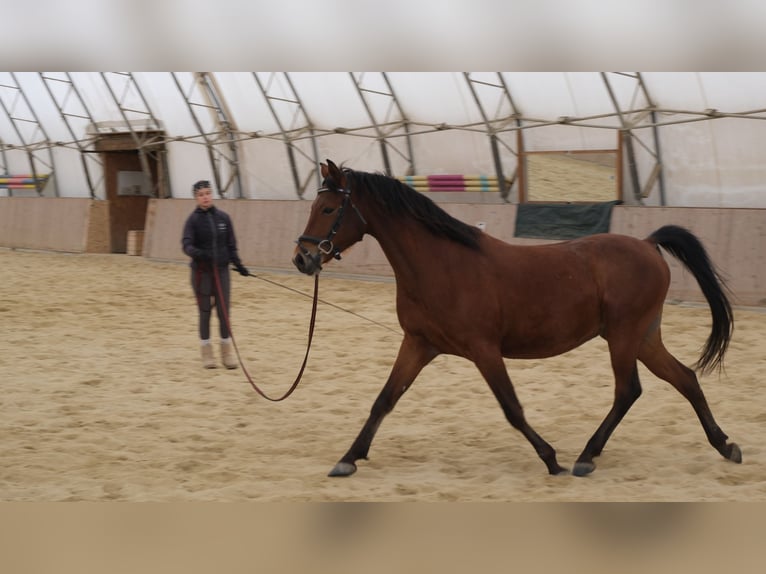 Angloarab Shagya Wałach 6 lat 153 cm Gniada in Neuhaus in der Wart