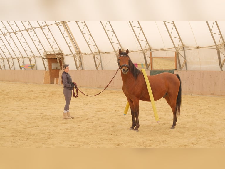 Angloarab Shagya Wałach 6 lat 153 cm Gniada in Neuhaus in der Wart