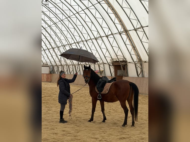 Angloarab Shagya Wałach 6 lat 153 cm Gniada in Neuhaus in der Wart