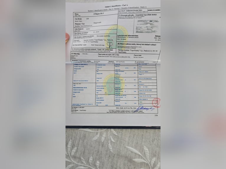 Angloarab Shagya Wałach 6 lat 163 cm Siwa in Zielona G&#xF3;ra