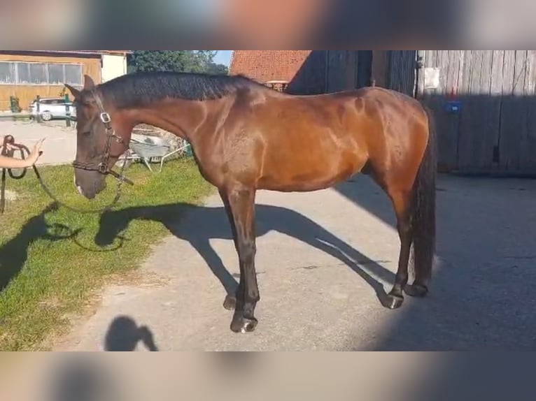 Angloarab Shagya Wałach 9 lat 155 cm Gniada in Tollet