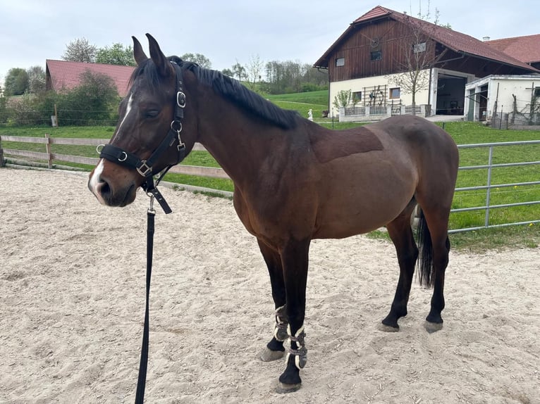 Angloarab Shagya Wałach 9 lat 155 cm Gniada in Tollet