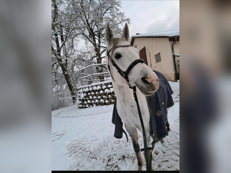 Angloarab Shagya Wałach 10 lat 163 cm Siwa in Illschwang