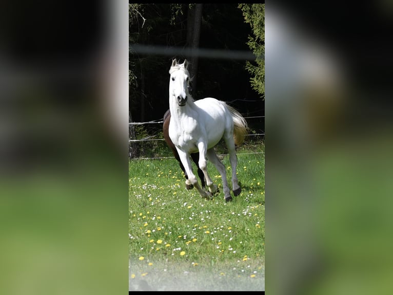 Angloarab Shagya Wałach 11 lat 155 cm Siwa in Pegnitz