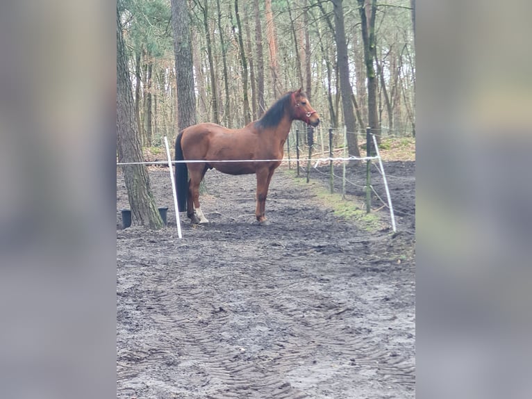 Angloarab Shagya Mix Wałach 23 lat 165 cm Gniada in Sassenburg