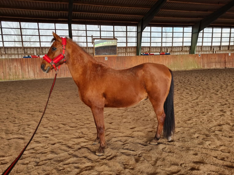 Angloarab Shagya Mix Wałach 24 lat 165 cm Gniada in Sassenburg