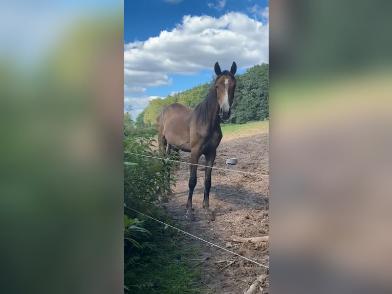 Angloarab Shagya Wałach 3 lat 145 cm Siwa in Knüllwald