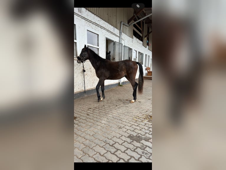 Angloarab Shagya Wałach 3 lat 145 cm Siwa in Knüllwald