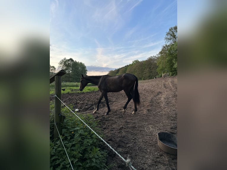 Angloarab Shagya Wałach 3 lat 145 cm Siwa in Knüllwald