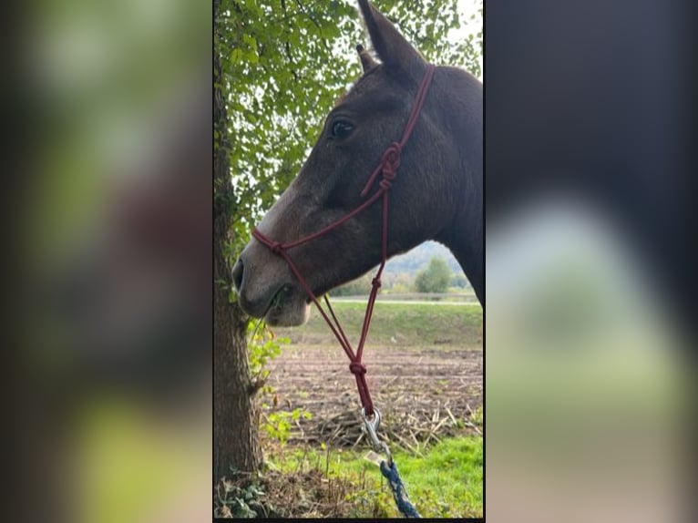 Angloarab Shagya Wałach 3 lat 145 cm Siwa in Knüllwald