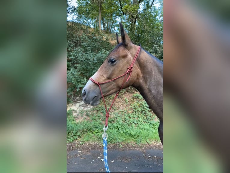 Angloarab Shagya Wałach 3 lat 155 cm Siwa in Knüllwald