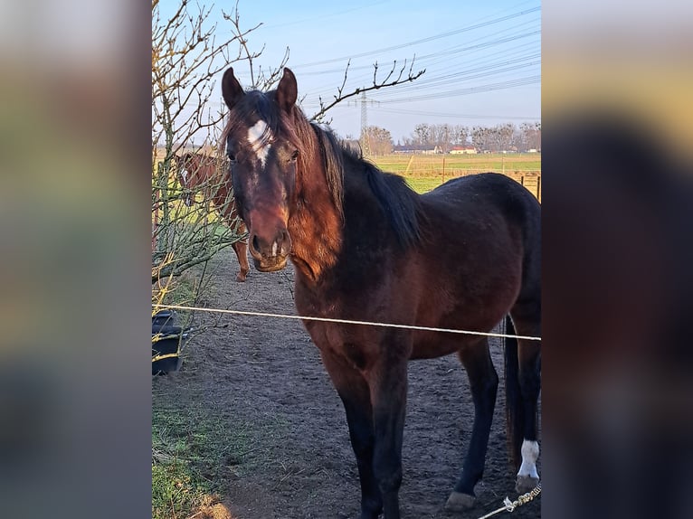 Angloarab Shagya Wałach 3 lat 157 cm Gniada in Schönwalde-Glien OT Wansdorf