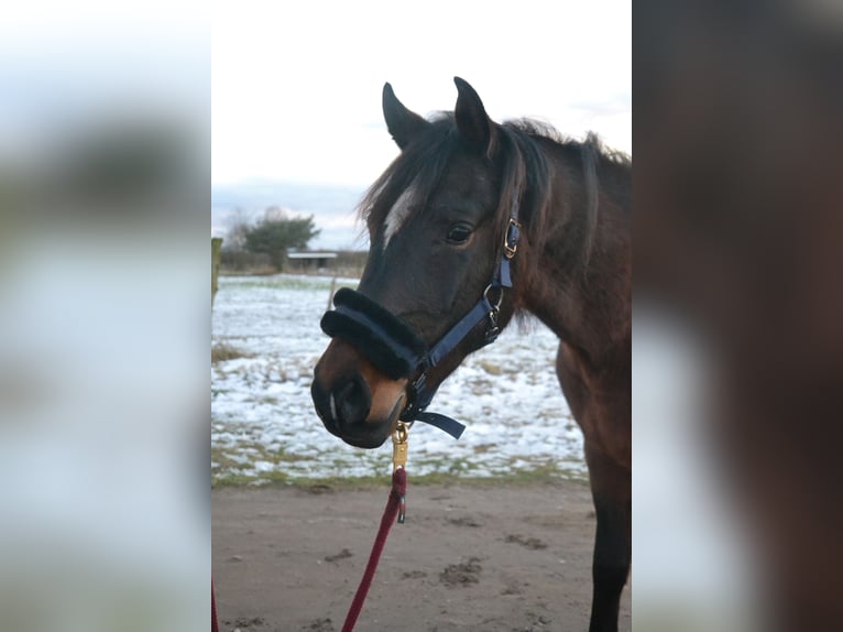 Angloarab Shagya Wałach 3 lat 157 cm Gniada in Schönwalde-Glien OT Wansdorf