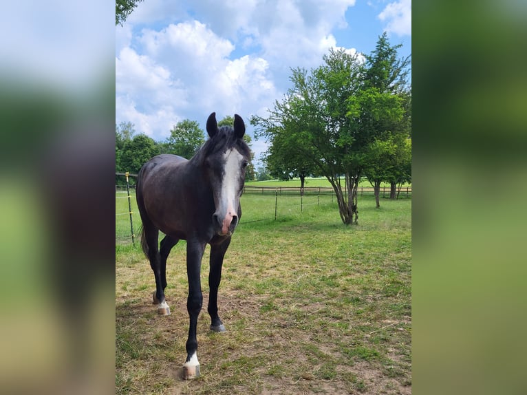 Angloarab Shagya Wałach 4 lat 160 cm Siwa in Kümmersbruck