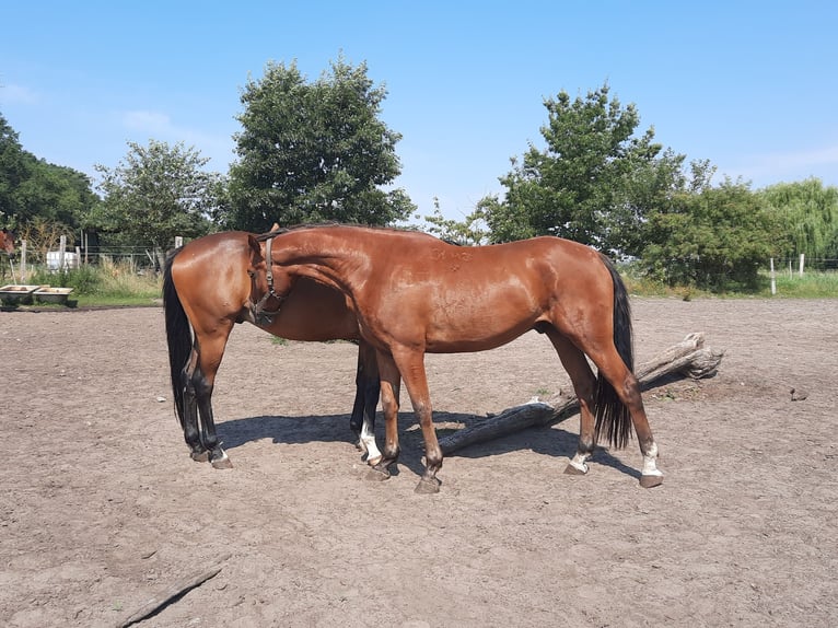 Angloarab Shagya Wałach 4 lat 163 cm Gniada in Friesack