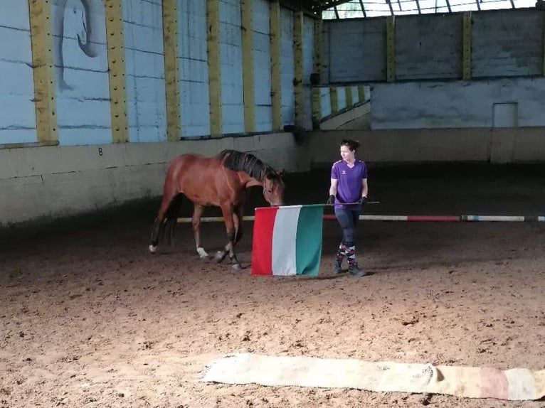 Angloarab Shagya Wałach 4 lat 163 cm Gniada in Friesack