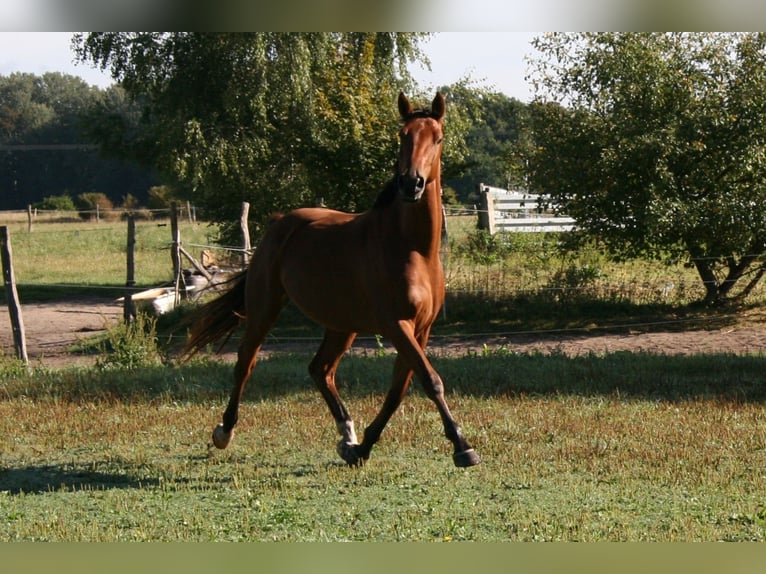 Angloarab Shagya Wałach 4 lat 163 cm Gniada in Friesack