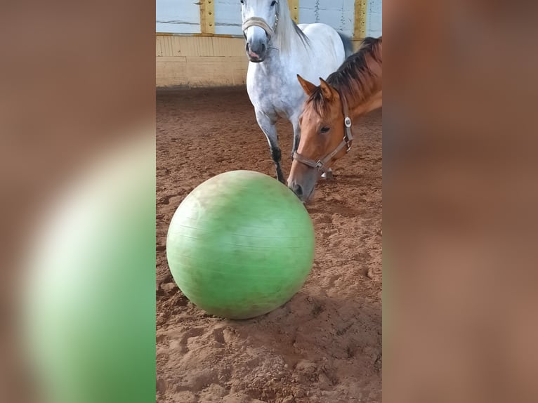 Angloarab Shagya Wałach 4 lat 163 cm Gniada in Friesack