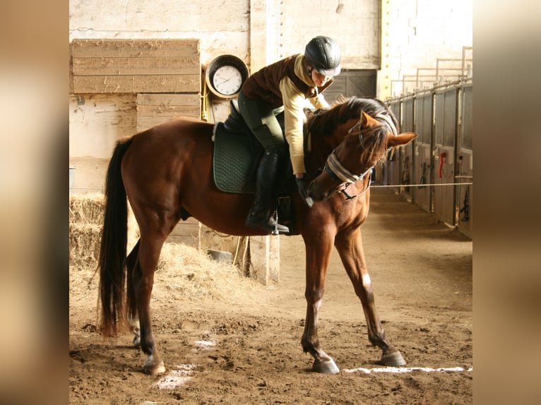 Angloarab Shagya Wałach 4 lat 163 cm Gniada in Friesack