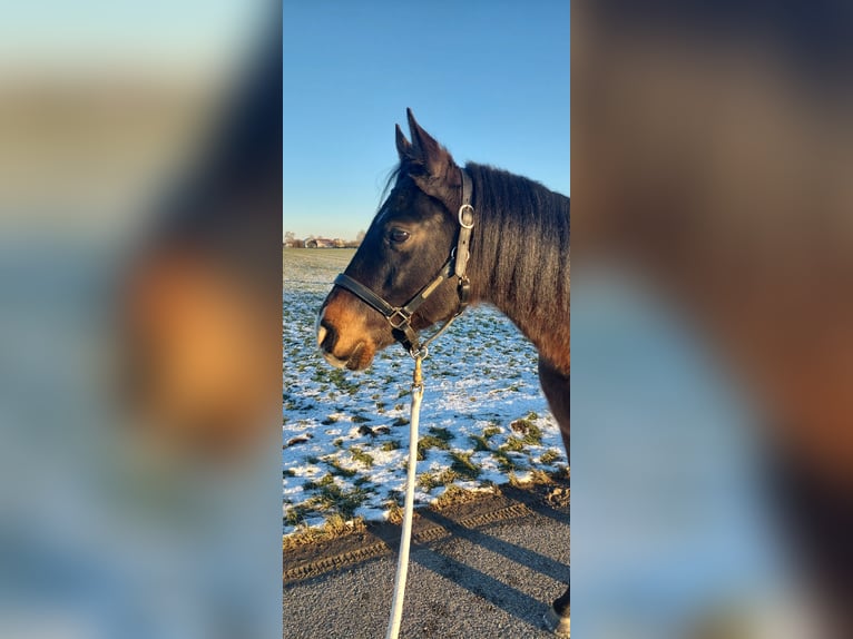 Angloarab Shagya Wałach 7 lat 150 cm Gniada in Oberbergkirchen