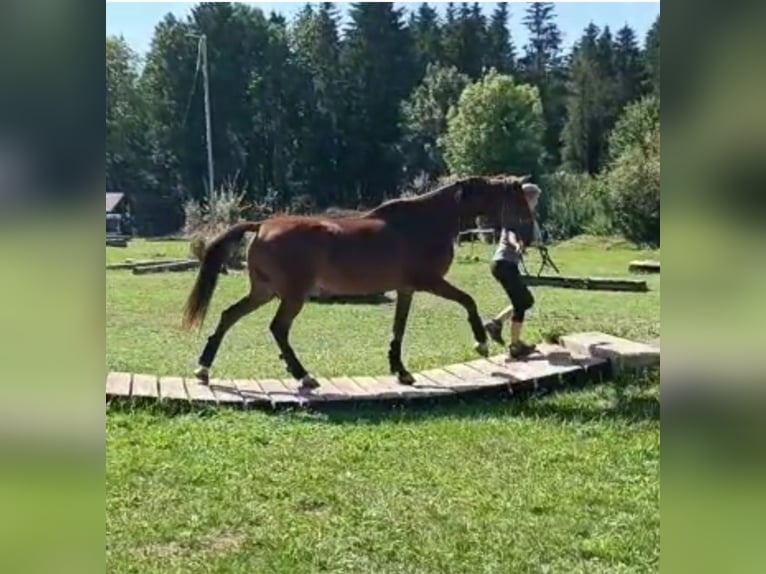 Angloarab Shagya Wałach 7 lat 162 cm Gniada in Dettingen