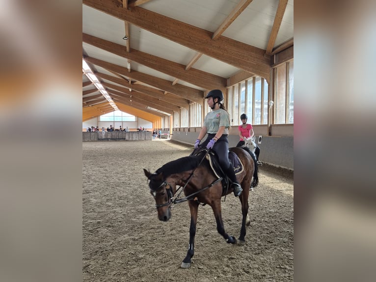 Annika 12 sucht Reitbeteiligung