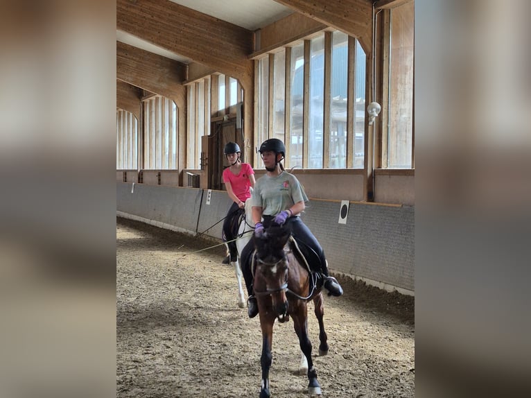 Annika 12 sucht Reitbeteiligung