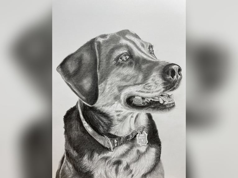 Tierportrait, Bleistift, Steinstift, Pastel nach Fotovorlage ab 50€