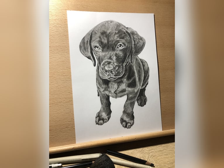 Tierportrait, Bleistift, Steinstift, Pastel nach Fotovorlage ab 50€