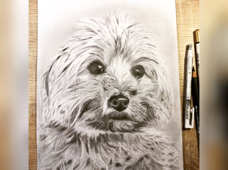 Tierportrait, Bleistift, Steinstift, Pastel nach Fotovorlage ab 50€