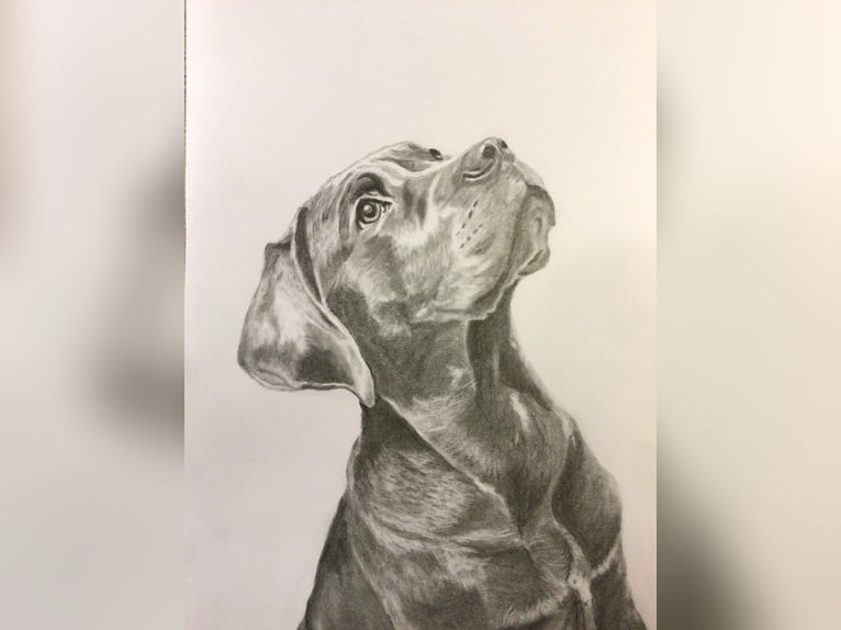 Tierportrait, Bleistift, Steinstift, Pastel nach Fotovorlage ab 50€