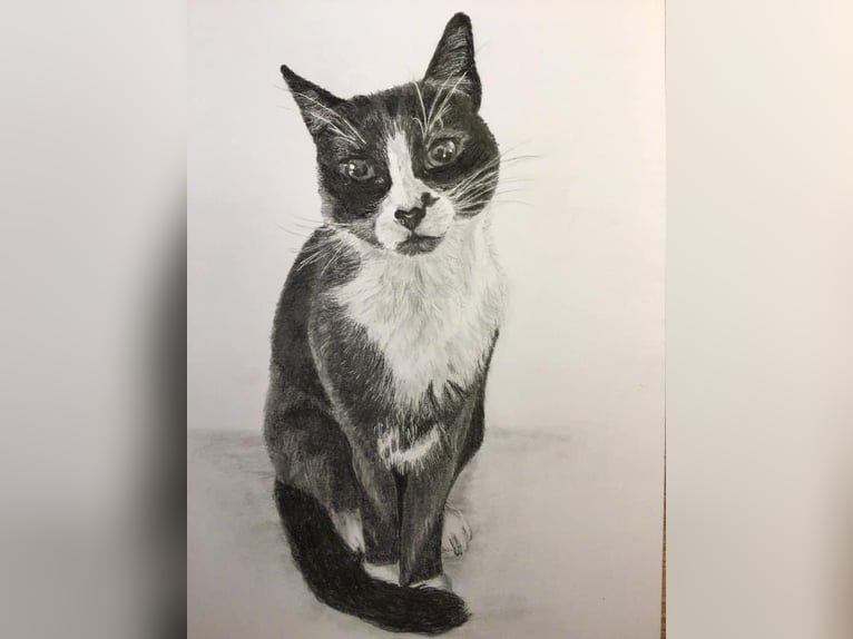 Tierportrait, Bleistift, Steinstift, Pastel nach Fotovorlage ab 50€