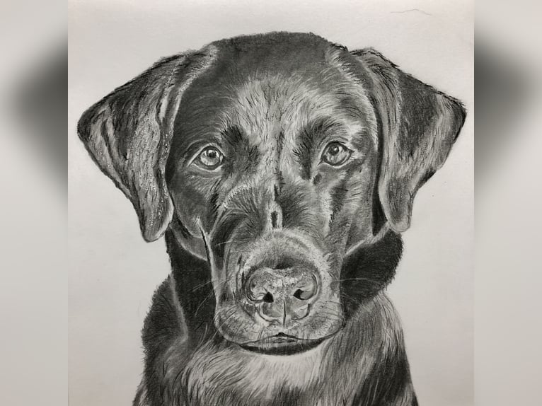 Tierportrait, Bleistift, Steinstift, Pastel nach Fotovorlage ab 50€