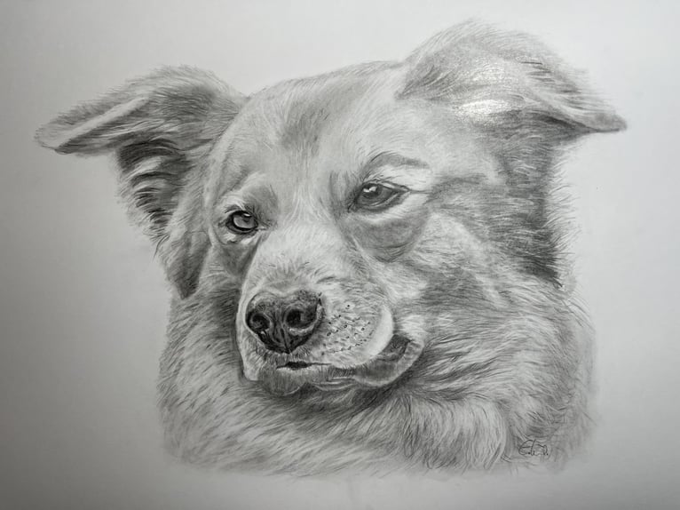 Tierportrait, Bleistift, Steinstift, Pastel nach Fotovorlage ab 50€