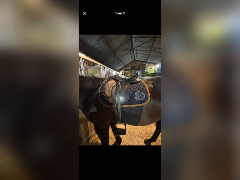 Selle wintec 500, 17 pouces