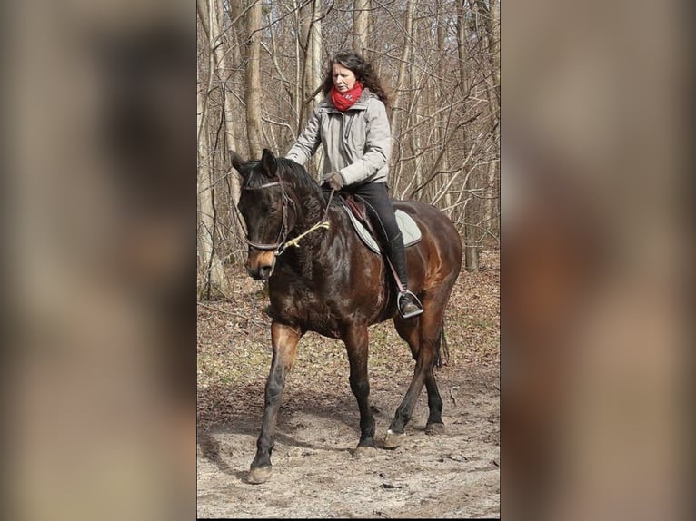 Transport et cours particuliers 95