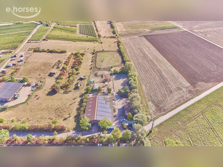 À vendre : centre équestre dans l’arrondissement de Mainz-Bingen, situé dans le cadre attrayant de L