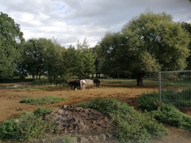 Ancien corps de ferme avec manoir et potentiel pour l'élevage de chevaux
