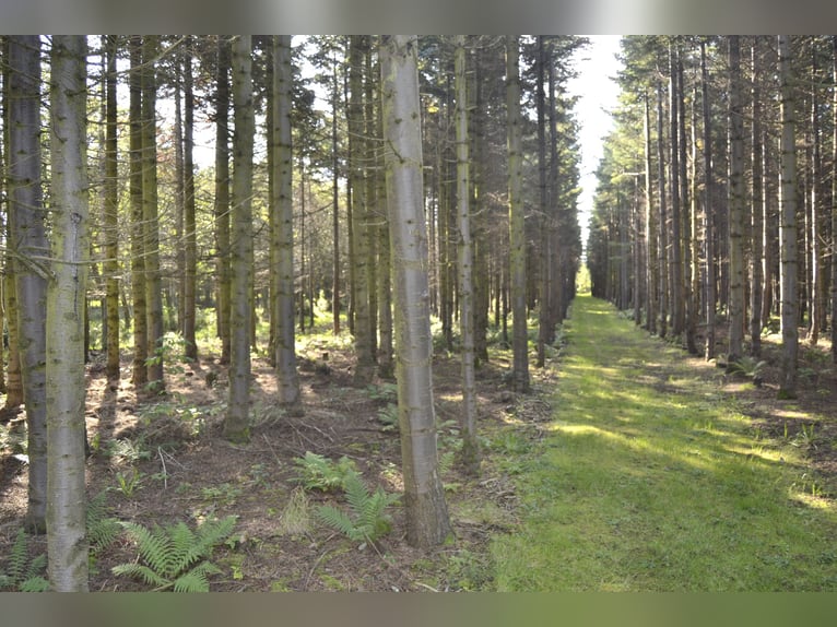 Anzeige endet 31.12.25 Einfamilienhaus mit Pferdeboxen, Reitpaltz, Weiden ( 8ha Land) in Alleinlage 