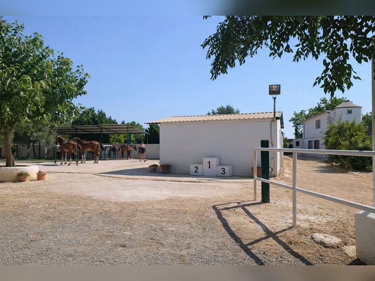 Centre équestre à Castellón // Centre hippique à Castellón Sud