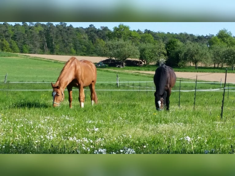 Centre équestre à Osterburken – nombreuses possibilités d'utilisation sur un vaste domaine