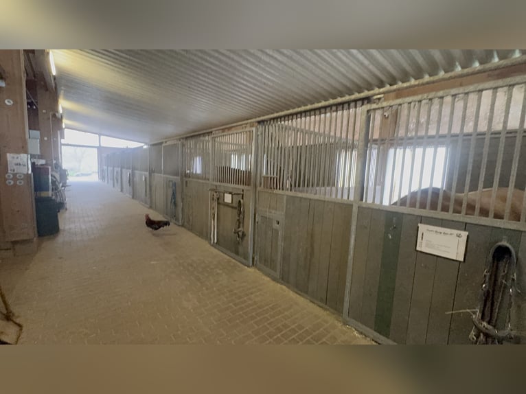 Centre équestre à Osterburken – nombreuses possibilités d'utilisation sur un vaste domaine