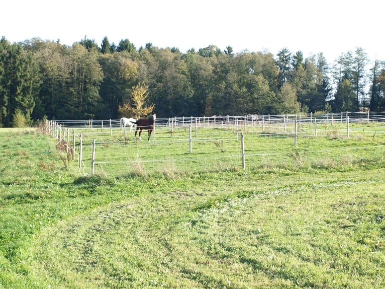 Centre équestre au bord du lac