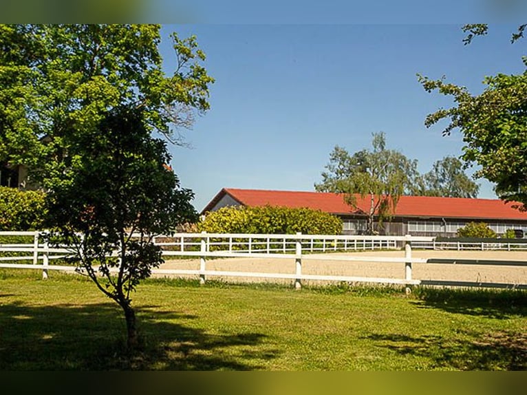Centre équestre près de Landsberg am Lech - vivre et travailler avec des chevaux