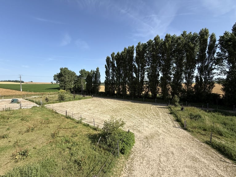Centre équestre professionnel en Seine et Marne