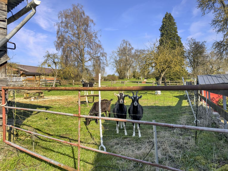 Charmant pavillon avec élevage de chevaux et grand terrain à Bad Arolsen-Helsen